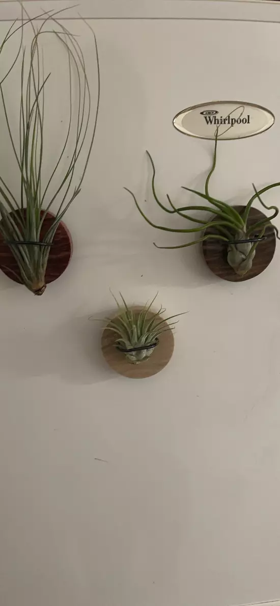green plants